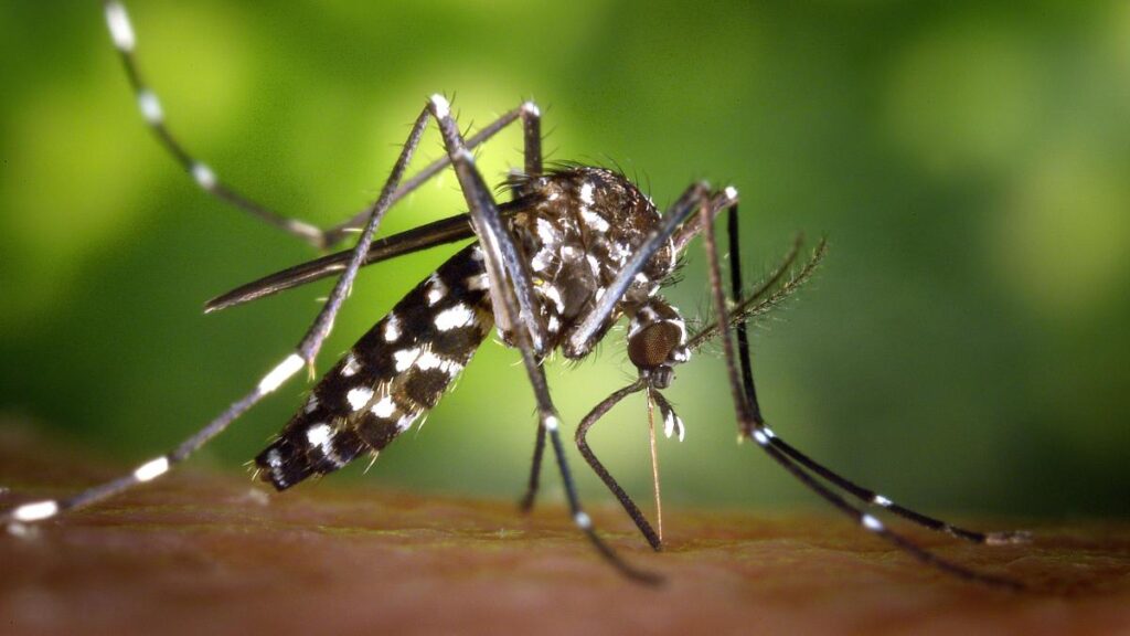 dengue prevención