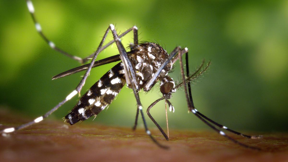 Dengue: qué es, cuáles son sus síntomas y cómo prevenirlo de forma efectiva
